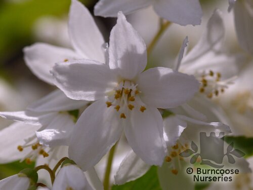 DEUTZIA gracilis  