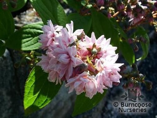 DEUTZIA hybrida 'Pink Pom Pom' 