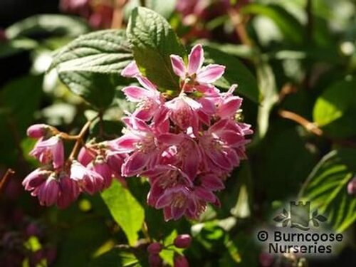 tickle plant Heart to Heart Tickle Me Pink Caladium Bulbs  Classic Caladiums