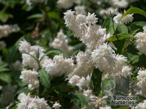 DEUTZIA magnifica  