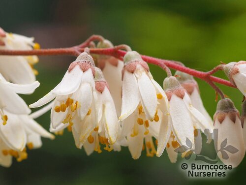 DEUTZIA pulchra  