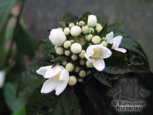 DEUTZIA setchuenensis var corymbiflora  
