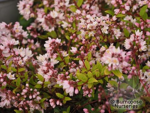 Deutzia X Rosea 'Yuki Cherry Blossom' from Burncoose Nurseries
