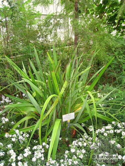 DIANELLA   