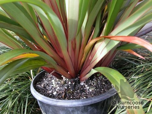 DIANELLA tasmanica 'Tas Red' 
