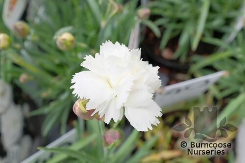 DIANTHUS 'Arctic Star'  