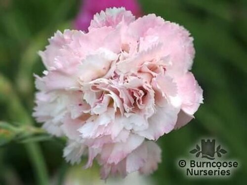 DIANTHUS 'Cranmere Pool'  