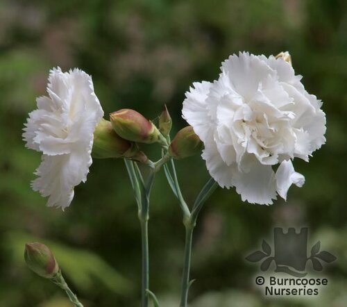 DIANTHUS 'Haytor'  