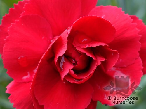 DIANTHUS 'Houndspool Cheryl'  