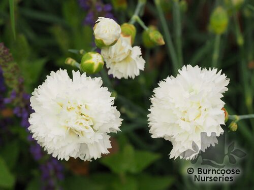 DIANTHUS 'Memories'  