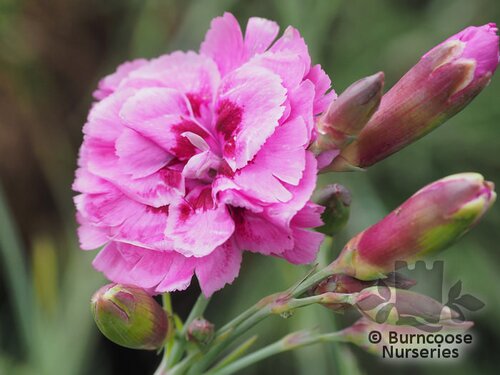 DIANTHUS 'Moulin Rouge'  