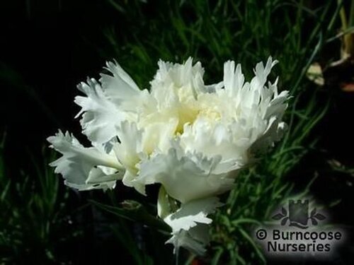 DIANTHUS 'Mrs Sinkins'  