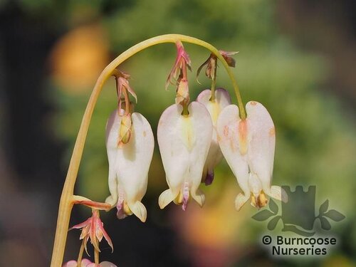 DICENTRA formosa 'Aurora' 