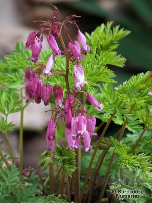 DICENTRA formosa 'Luxuriant' 