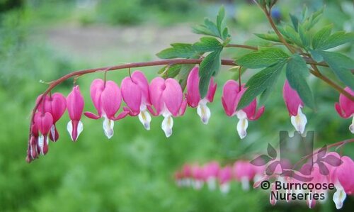 DICENTRA spectabilis  