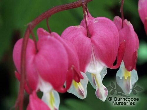 DICENTRA   