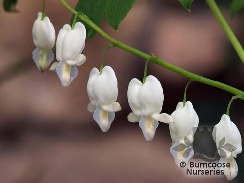 DICENTRA spectabilis 'Alba' 