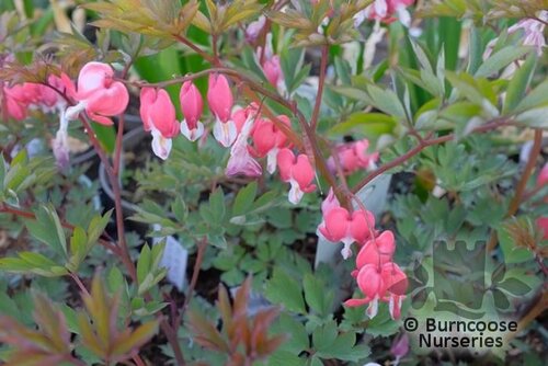 DICENTRA spectabilis 'Valentine' 