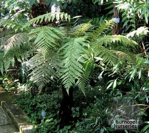 DICKSONIA fibrosa  