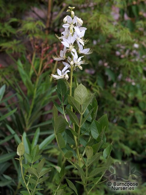 DICTAMNUS albus 'Albiflorus' 