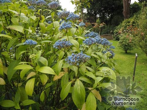 X DIDRANGEA versicolor 'Summer Skies' 