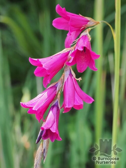 DIERAMA pulcherrimum 'Blackbird' 