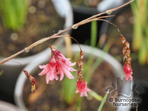 DIERAMA dracomontanum  