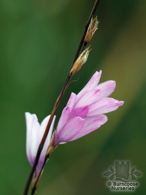 DIERAMA erectum  