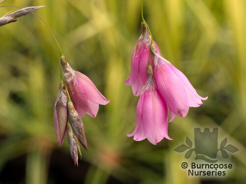 DIERAMA pulcherrimum  