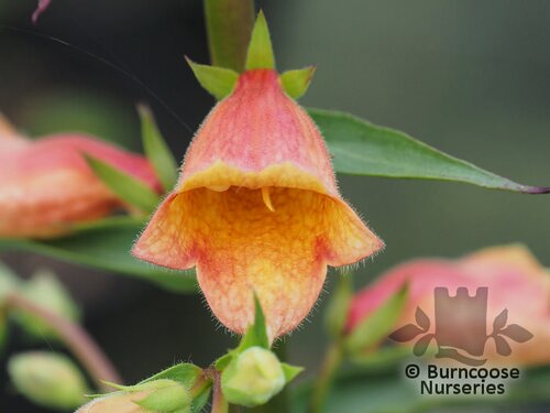 DIGITALIS 'Goldcrest'  