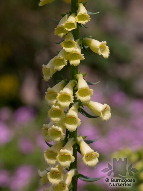 DIGITALIS grandiflora  