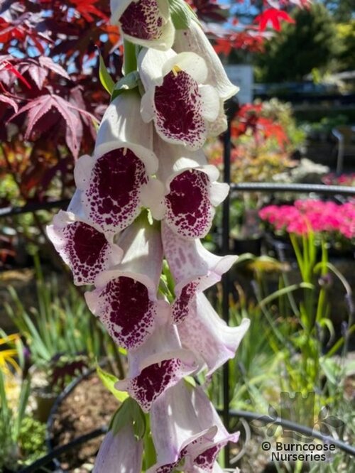 DIGITALIS purpurea 'Pam's Choice' 