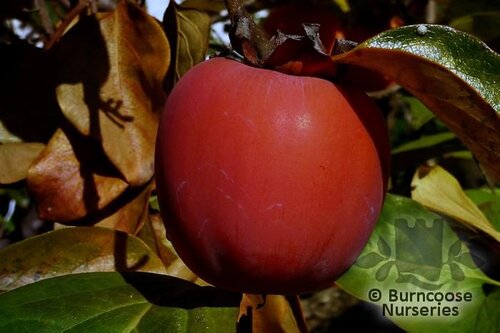 DIOSPYROS kaki  
