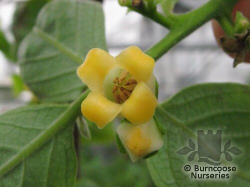 DIOSPYROS   