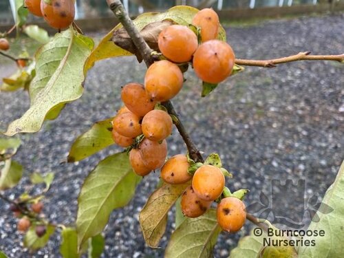 DIOSPYROS lotus  