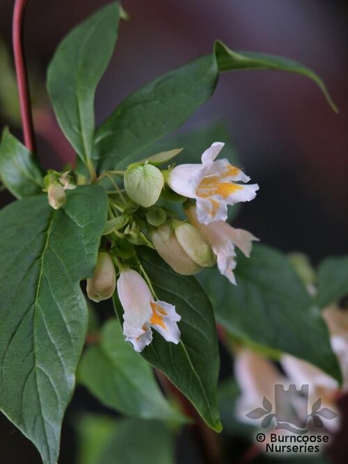 DIPELTA yunnanensis  