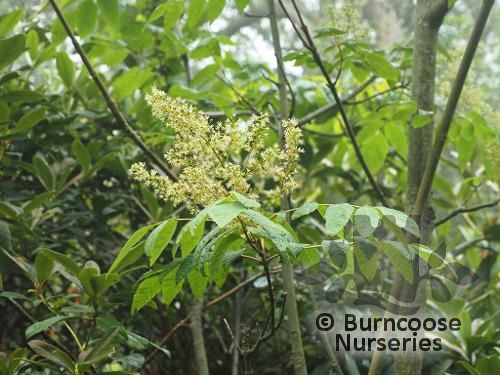 DIPTERONIA sinensis  
