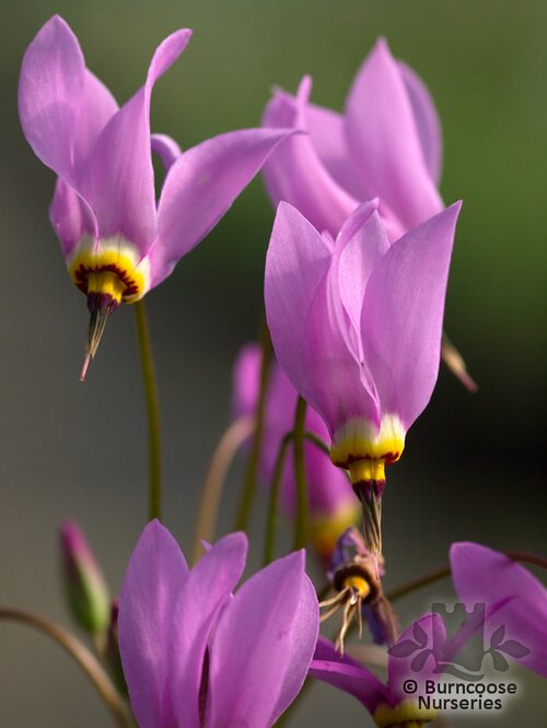 DODECATHEON   