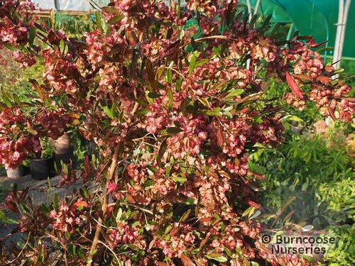 DODONEA viscosa 'Purpurea' 