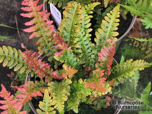 HARDY FERNS Doodia aspera 'Rough Ruby'
