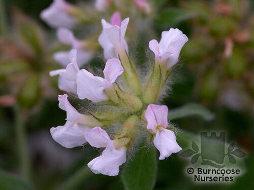 DORYCNIUM hirsutum  