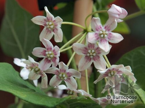 DREGEA sinensis  