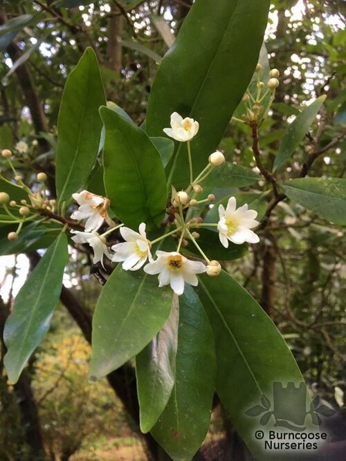 DRIMYS winteri  