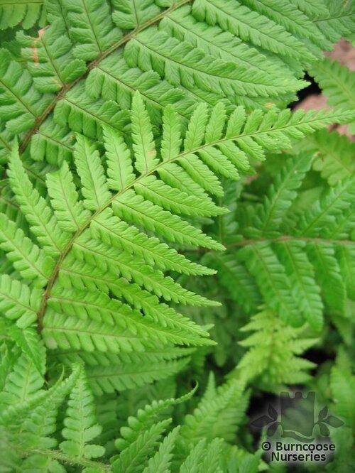 HARDY FERNS Dryopteris affinis 'Cristata the King'