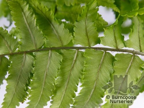 HARDY FERNS Dryopteris cycadina 