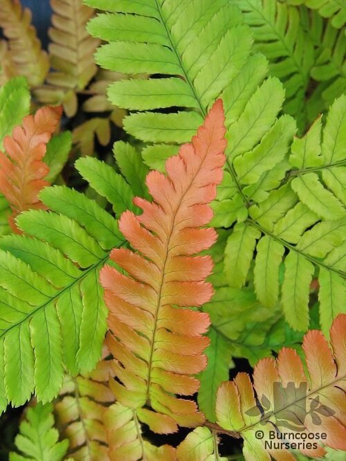 HARDY FERNS Dryopteris erythrosora 