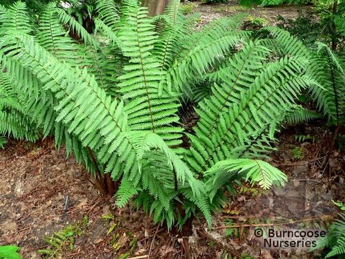 HARDY FERNS Dryopteris wallichiana 