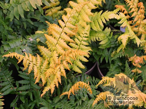 HARDY FERNS Dryopteris wallichiana 'Jurassic Gold'