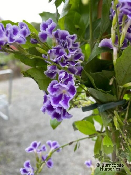 DURANTA erecta  