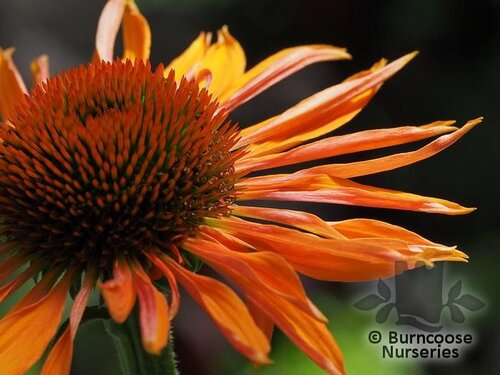 ECHINACEA 'Big Kahuna'  